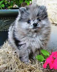 I have 8 weeks old blue merle pomeranian puppy for sale. Blue Merle Pomeranian Dog Puppy Puppies Pom Pom Pomeranian Puppy Blue Merle Pomeranian Puppies