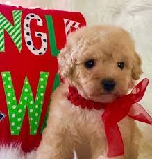 Babykisses breed maltipoo gender male registry ckc personality dashing date available available. Maltipoo Puppies For Sale Houston Tx 257469 Petzlover Maltipoo Puppy Maltipoo Puppies For Sale Puppies For Sale