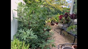 Do not plant these plants in a moderate deer problem area. Experimenting In The Wltx Garden Are Some Fruit Trees Resistant To Deer Wltx Com