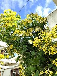 I like the idea of a lush climbing flowering vine over a trellis to fit under on a sunny day. Vine Wikipedia