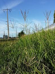 Image result for Cynodon incompletus