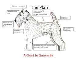 Grooming The Airedale Terrier Brilliant Pinterest Airedale Terrier Terrier Wire Fox Terrier