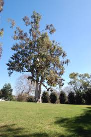 Image result for Eucalyptus citriodora