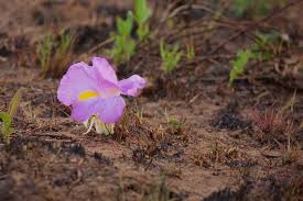 Image result for Siphonochilus aethiopicus