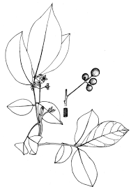 Image result for Lepidotrichilia volkensii