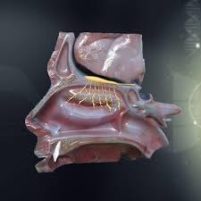 Nasal Nose Anatomy 3d Model Ad Nose Nasal Model Anatomy In 2020 Anatomy Models Anatomy Nose