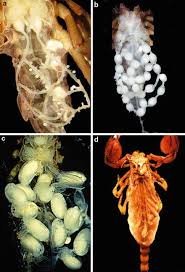 Tuvalu uganda ukraine united arab emirates united states minor outlying islands uruguay uzbekistan vanuatu venezuela viet nam virgin islands, british virgin islands, u.s. Introduction To Scorpion Biology And Ecology Springerlink