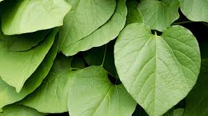 Image result for Kava