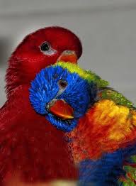 Thanks for the question ^ #fairy tail #lories #lories week #my stuff: What Is A Lory Lories Vs Lorikeets Psittacology