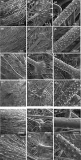 Image result for Cystostemon hispidissimus