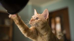 Watch out for mice traps and fireplaces and all sorts of dangerous places. Bringing Home A New Cat Here Are 7 Ways To Cat Proof Your Home For Safety Cattime