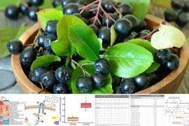 Image result for Afrocarpus usambarensis