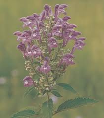 Image result for Scutellaria