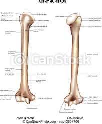 Bones of the upper limbs, together with shoulder girdles, that compose the human arm. Humerus Upper Arm Bone Detailed Medical Illustration From Front And Behind Latin Medical Terms Isolated On A White Canstock