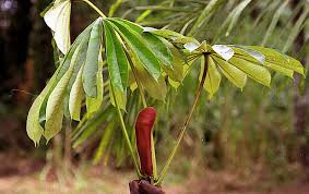 Image result for Musanga