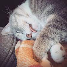 kediler neden dili disarda uyur kedi rehberi