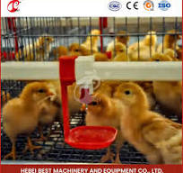 Meilleur fournisseur de maison de poules en Chine, cages à poules  automatiques en cadre, coopérative en bois sur mesure, maison pour poules