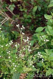 路邊野花不要採 銀膠菊蔓全台 恐致遺傳病變到戶外要小心 herbs plants health