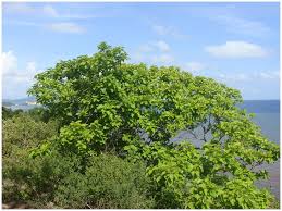 Image result for Carpodiptera africana