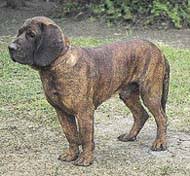 Image result for anglický barvář