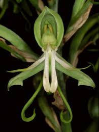 Image result for Barleria holubii