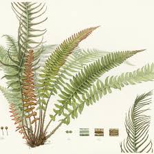 Image result for Blechnum punctulatum