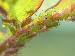 Red twig dogwood, yucca and many flowering plants in summer. Aphid Control How To Identify Get Rid Of Aphids On Plants The Old Farmer S Almanac