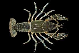 Image result for Artabotrys collinus