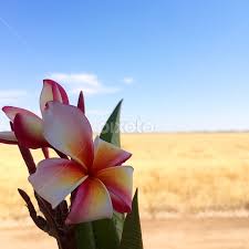The chipotle in yuma, az offers fresh, real ingredients and specializes in custom burrito bowls, burritos, tacos and salads either that you can cater for your next large event or order online and enjoy a meal without the wait. Yuma Arizona Flowers In The Wild Flowers Pixoto