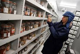 One is to preserve the genes that plant breeders need to increase yield, disease resistance, drought tolerance, nutritional quality, taste. How Can Seed Banks Help Ensure Future Plant Biodiversity World Economic Forum
