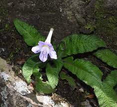 Image result for Streptocarpus hirticapsa