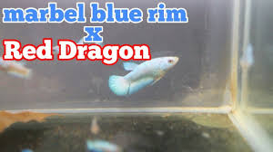 Ikan cupang red kalimantan selatan. Hasil Akhir Ikan Cupang Blue Rim Dan Ikan Cupang Red Dragon Youtube