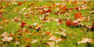 This Clever Trick Could Mean You Never Rake Leaves Again Leaf Clean Up Lawn Care Lawn