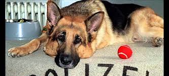 Domenico fortunato , ettore bassi , francesca cuttica , francesco arca , massimo reale rex, chien flic en streaming. Rex Kommissar Rex Serie Tv