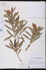Image result for Melaleuca leucadendron