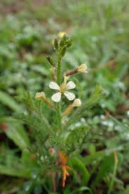 Image result for Carrichtera annua