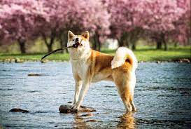 Akita Dog Price Akita Puppies Akita Puppies For Sale Akita Dog