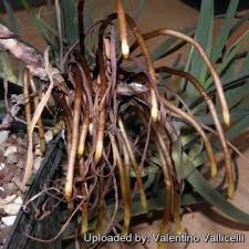 Image result for Anthericaceae