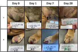 Image result for mastocytoma in dogs