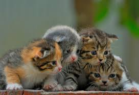 Banyak pencinta kucing mencarinya karena kucing jenis ini memiliki ras alami alias bukan hasil kawin silang. 17 Gambar Anak Kucing Anggora 1 Bulan