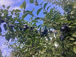 Die zwetschge zwetschgen sind kleiner, länglich und spitz zulaufend. Ernte Archive Obsthof Hosch Mayer