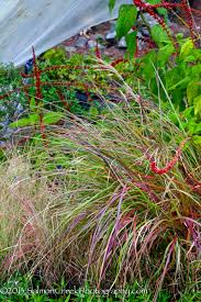 Image result for Miscanthus sinensis