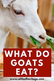 What Do Goats Eat Your Goat Nutrition Guide Goats Goat Herding Pygmy Goat