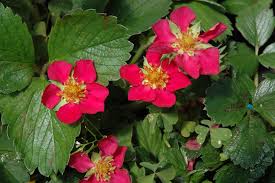 Image result for Fragaria chiloensis