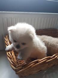 Get a boxer, husky, german shepherd, pug, and pup in second picture is gone. Teacup Pomeranian Puppies London North London Pets4homes