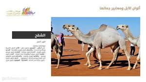 م واطن ج مال الإبل تفاصيل التشابه والاختلاف والرأس مكمن الجمال غرب الإخبــارية