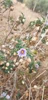 Image result for Solanum anguivi