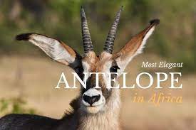 You will find the rhino, especially the javan rhino among the animals which can be only found in their native place. Top 16 Most Elegant Antelope In Africa