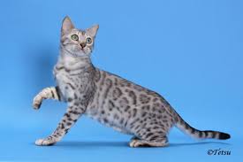 Just because a bengal has a coat similar to a leopard does not mean that it is as wild as the predator. Junglefire Bengals Breeders Of Quality Rosetted Bengal Cats And Kittens