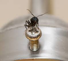 All insects, including ants, have the same basic needs as us: Have Tiny Ants In The Bathroom Here S How To Get Rid Of Them Ants Com